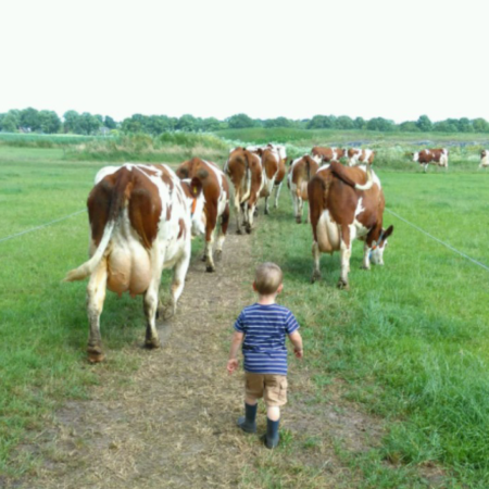 Koeien wegbrengen