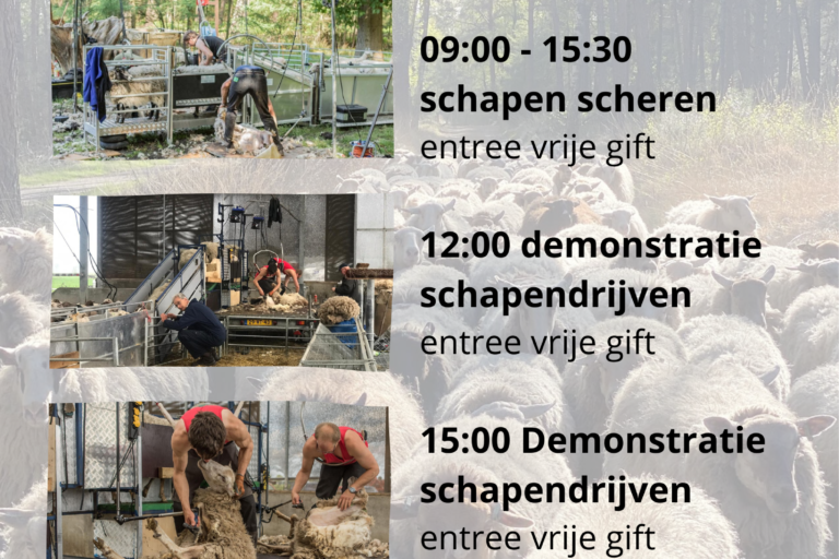 Schapen scheerders dag schaapscheerdersdag