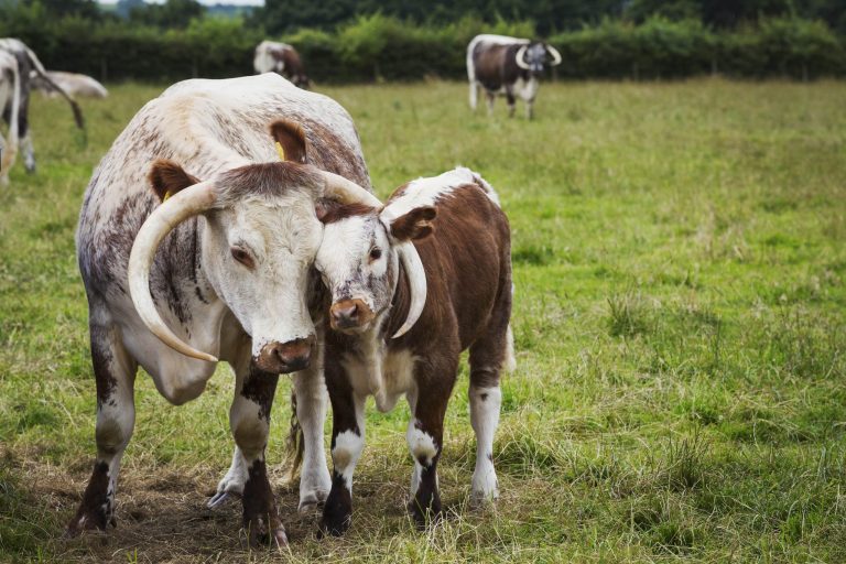 english-longhorn-cattle-with-calf-in-a-pasture-2025-04-03-07-06-07-utc-min